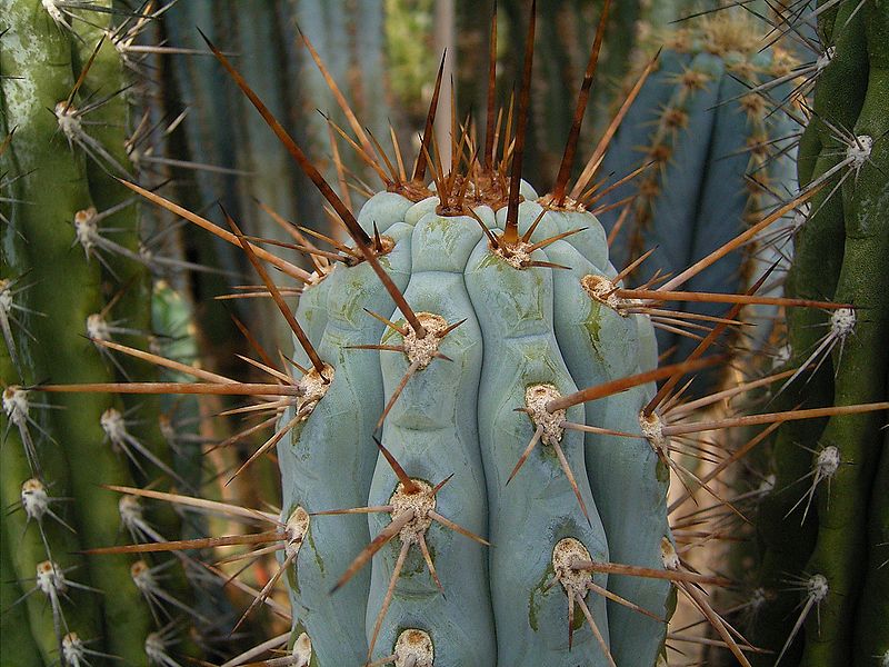 File:Browningia hertlingiana 01 ies.jpg