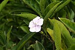 Thumbnail for File:Brunfelsia pauciflora 11zz.jpg