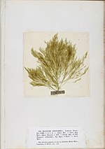 Thumbnail for Halimedaceae