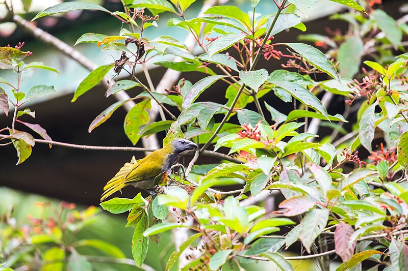 File:Buff-throated saltator.jpg