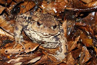 <i>Bufo eichwaldi</i> Species of amphibian