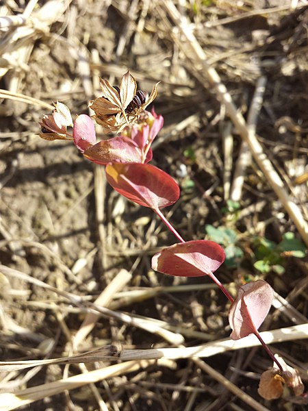 File:Bupleurum rotundifolium sl47.jpg