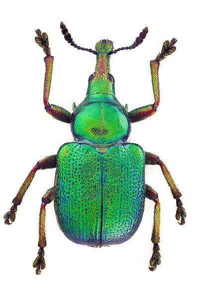 File:Byctiscus betulae m.jpg