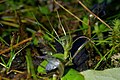 Corybas papa