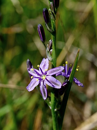 <i>Caesia calliantha</i> Species of flowering plant