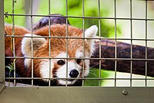 A red panda in the Eurasia Wilds section of the zoo Caged (4079886616).jpg