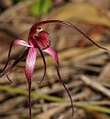 Caladenia formosa