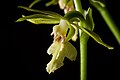 Calanthe nipponica Labellum