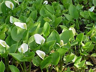 <i>Calla</i> Monotypic genus of flowering plant in the arum family Araceae