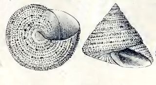 <i>Calliostoma antonii</i> Species of gastropod