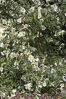 <i>Camellia yunnanensis</i> species of plant