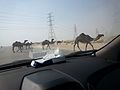 Dromedários atravessando uma estrada na Arábia Saudita