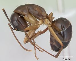 Camponotus fiebrigi