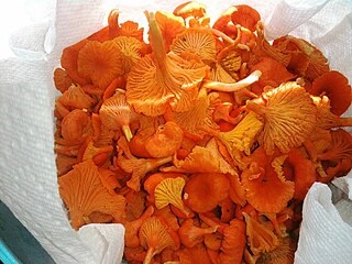 <i>Cantharellus cinnabarinus</i> Species of fungus