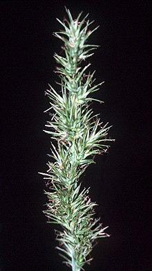 Carex crus-corvi NRCS-01.jpg