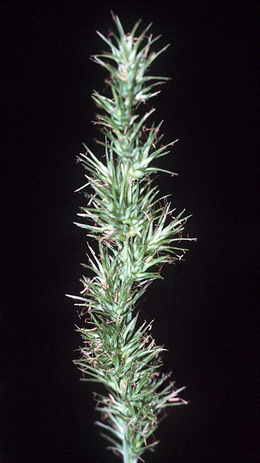 Carex crus-corvi NRCS-01