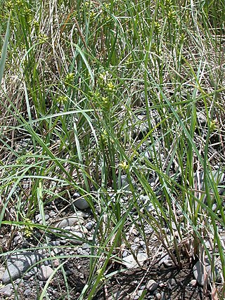 <i>Carex scabrifolia</i> Species of plant