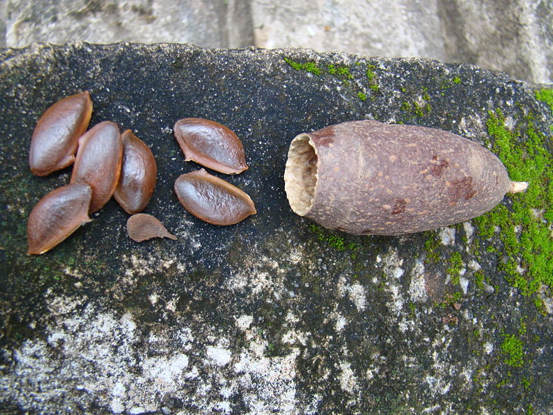 File:Cariniana legalis Fruit and Seeds.jpg