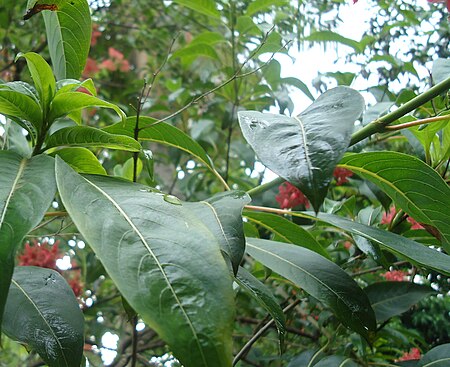 Tập_tin:Carphalea_kirondron_Leaves_-_Mindanao,_Philippines.jpg