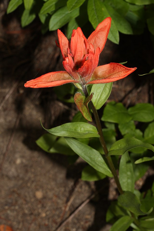 File:Castilleja_miniata_0637.JPG