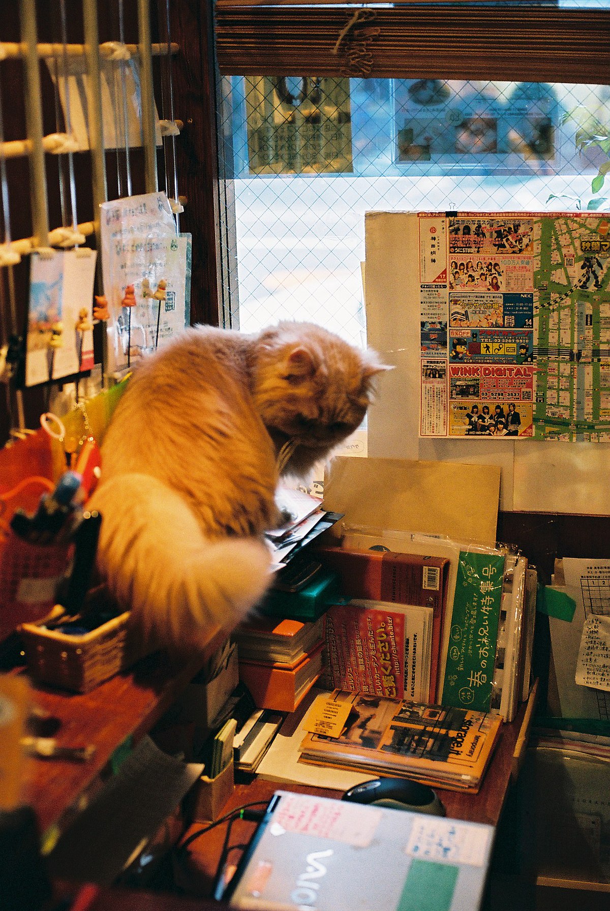 File Cat  Cafe  Neko JaLaLa Akihabara  shop  JaLaLa 