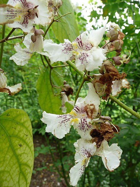 File:Catalpa speciosa 03 by Line1.jpg