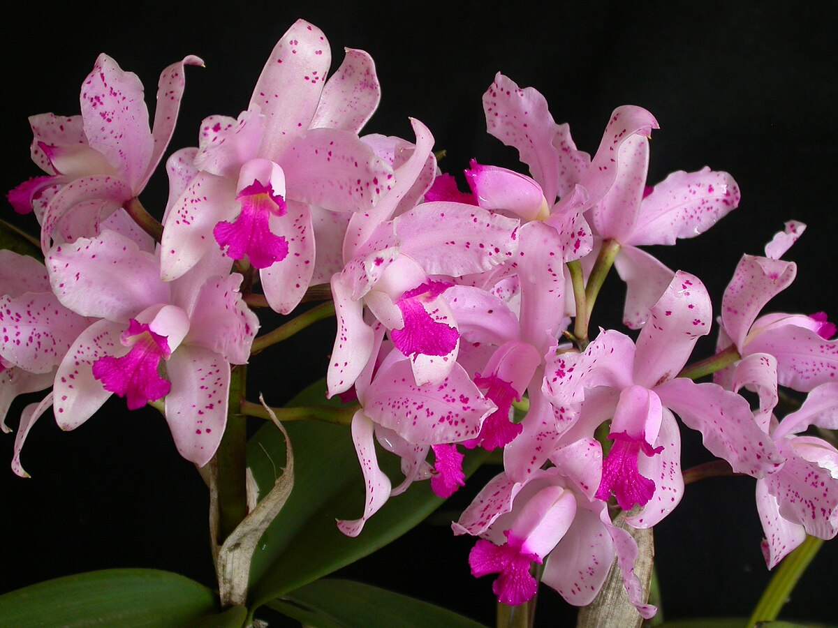 Cattleya amethystoglossa - Wikipedia, la enciclopedia libre