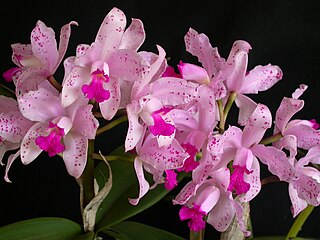 <i>Cattleya amethystoglossa</i> Species of orchid