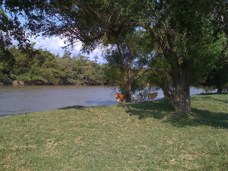 File:Cauca River. Cattle resting in San Marcos, Yotoco, Valle del Cauca.jpg