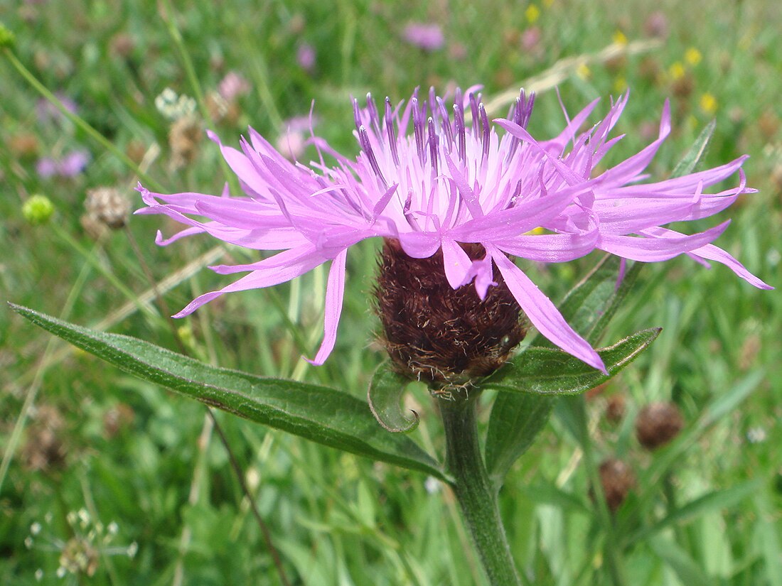 Centaurea nigra