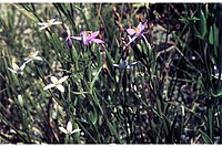 Centaurium exaltatum