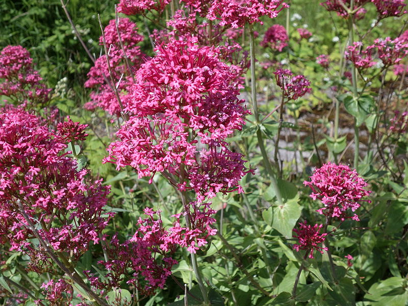 File:Centranthus ruber or Red Valerian at the old Ayr Citadel.JPG