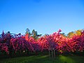 Des cerisiers du parc de Sceaux en pleine floraison.