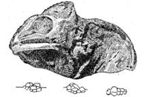 Type specimen of ''Chamaeleo intermedius'', bottom row shows the dorsal knobs in different perspectives Chamaeleon intermedius.png