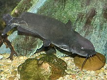Channel catfish (Ictalurus punctatus).jpg