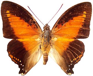 <i>Charaxes zingha</i> Species of butterfly