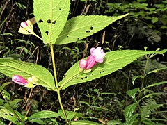 花序柄は葉柄より著しく長く、花序柄、小花柄ともに毛が密生する。