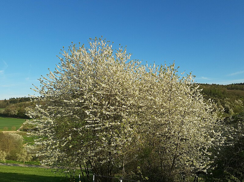 File:Cherry blossom, Ehrenbach, to south.jpg