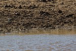 Thumbnail for File:Chestnut-collared Longspur Davis Pasture Sonoita AZ 2018-01-26 11-37-40 (39046752155).jpg