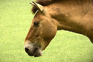 Cheval De Przewalski: Noms scientifiques, Histoire, Semi-liberté et réintroduction