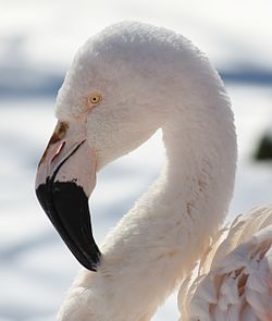 Flamingoer: Etymologi, Beskrivelse, Atferd