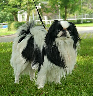 Japanese Chin Dog breed