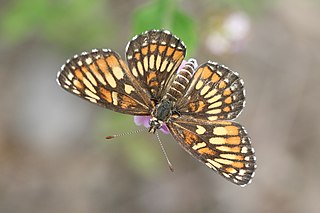 <i>Chlosyne theona</i> Species of butterfly