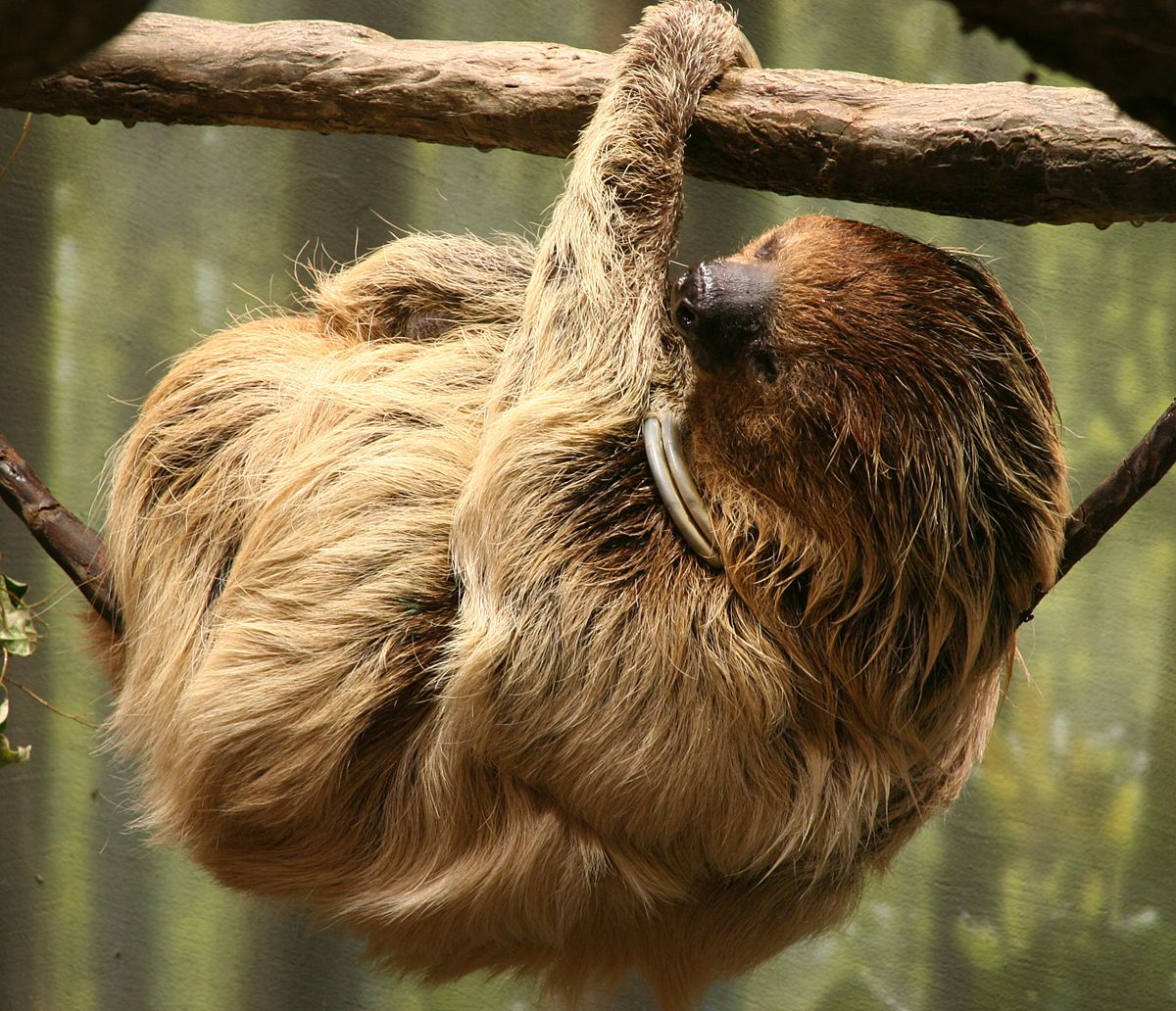 two-toed-sloth-wikipedia