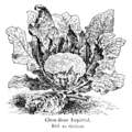 Chou-fleur Impérial Vilmorin-Andrieux 1904.png