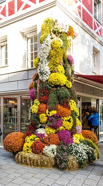 File:Chrysanthema 2016 Lahr jm24327.jpg