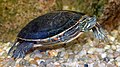 Male Southern Painted Turtle (Chrysemys picta dorsalis)