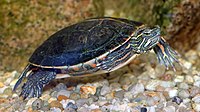 A southern painted turtle under very clear water facing to the right