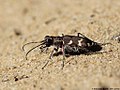 Cicindela hybrida Linnaeus, 1758