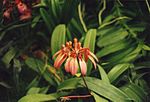 Miniatura para Bulbophyllum longiflorum